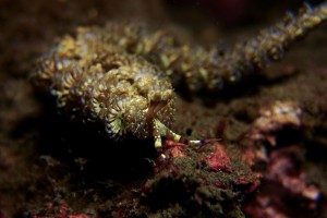 Blue dragon nudibranchs